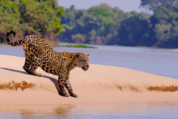Pantanal
